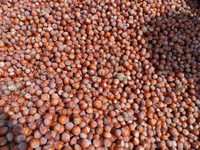 Türk fındığına Çin'den büyük ilgi